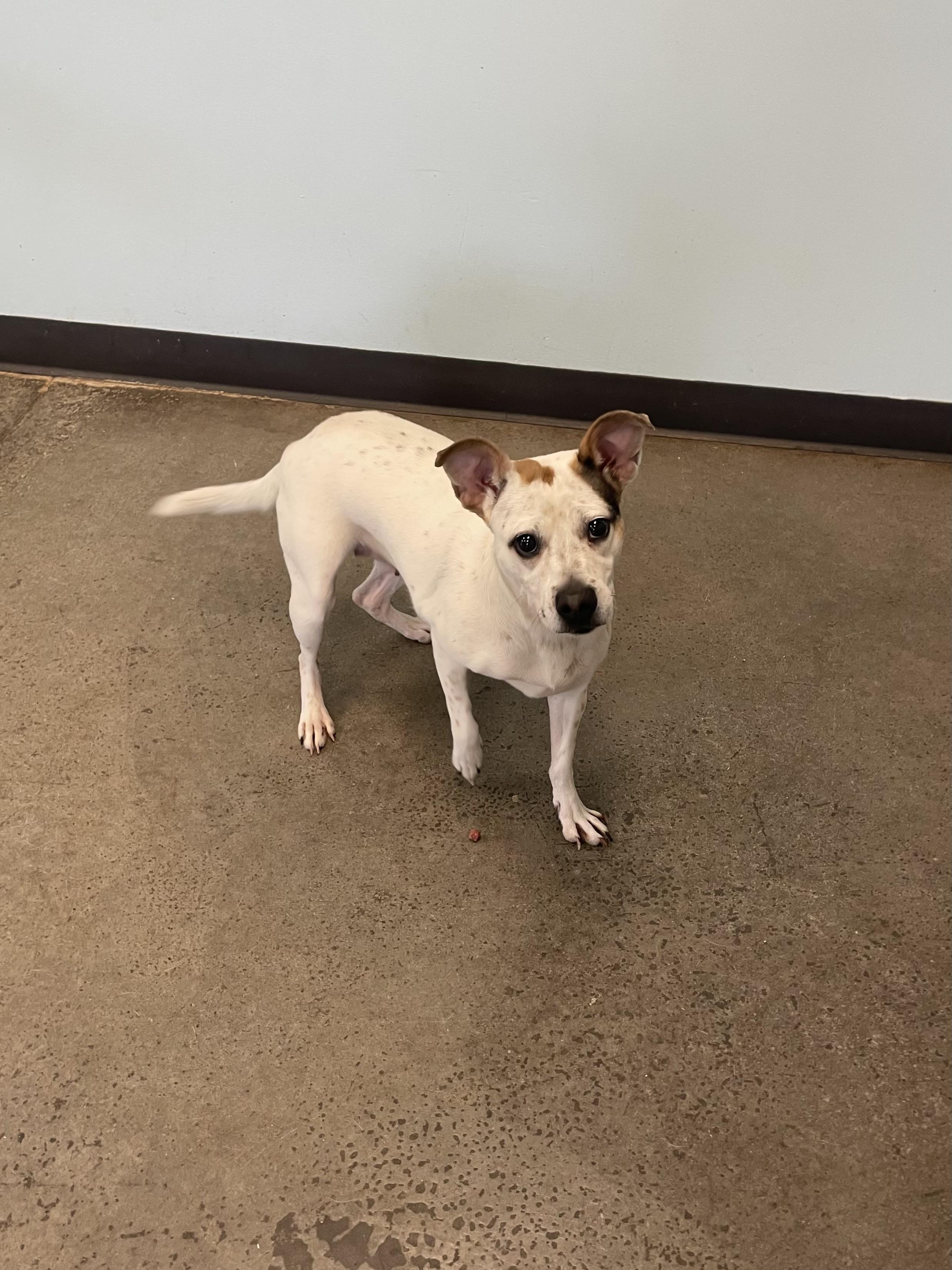Peggy Sue, a ADOPTABLE mixed breed in Mishawaka, IN image 3/6