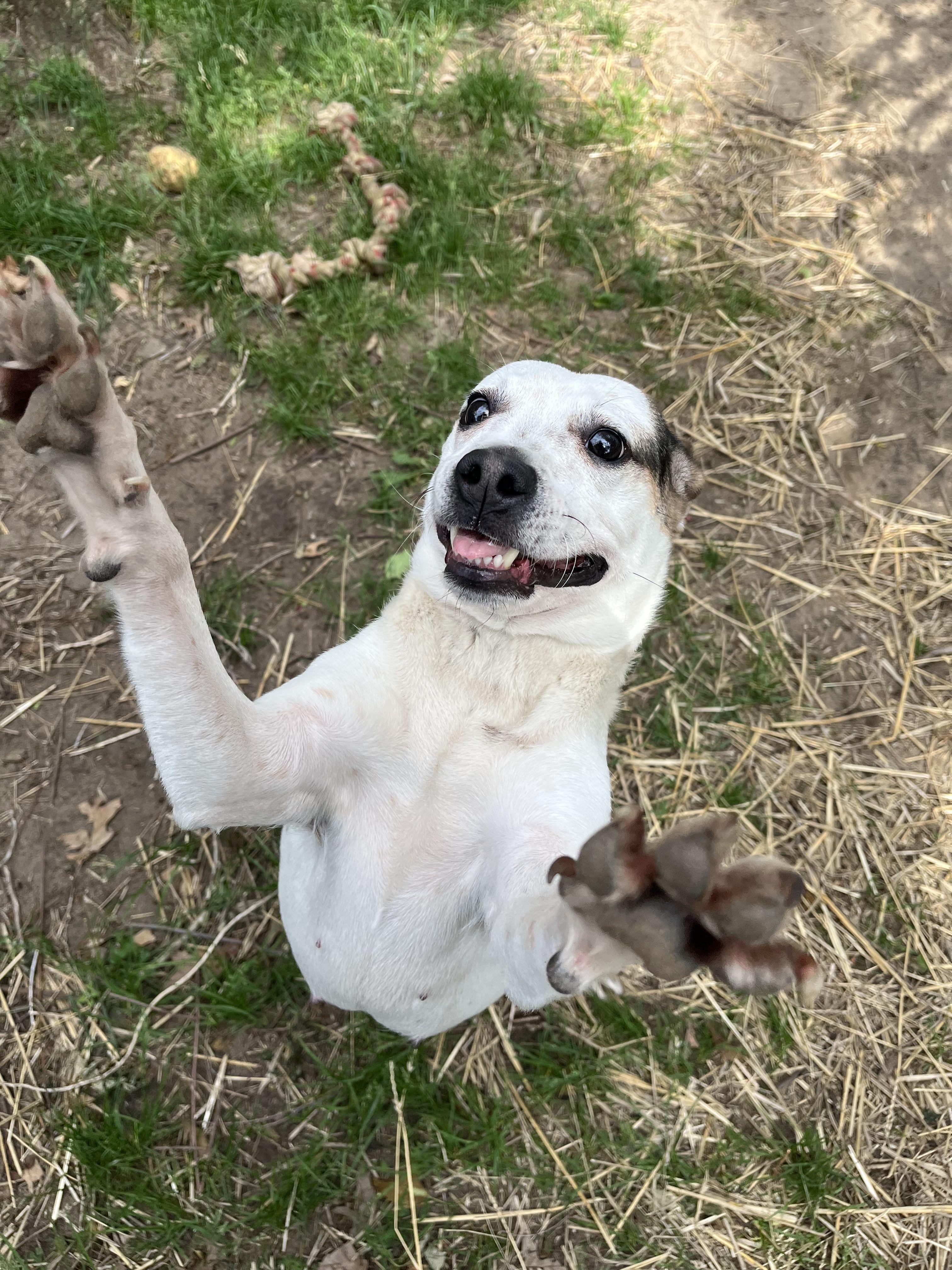 Peggy Sue, ADOPTABLE, Adult Female Mixed Breed.