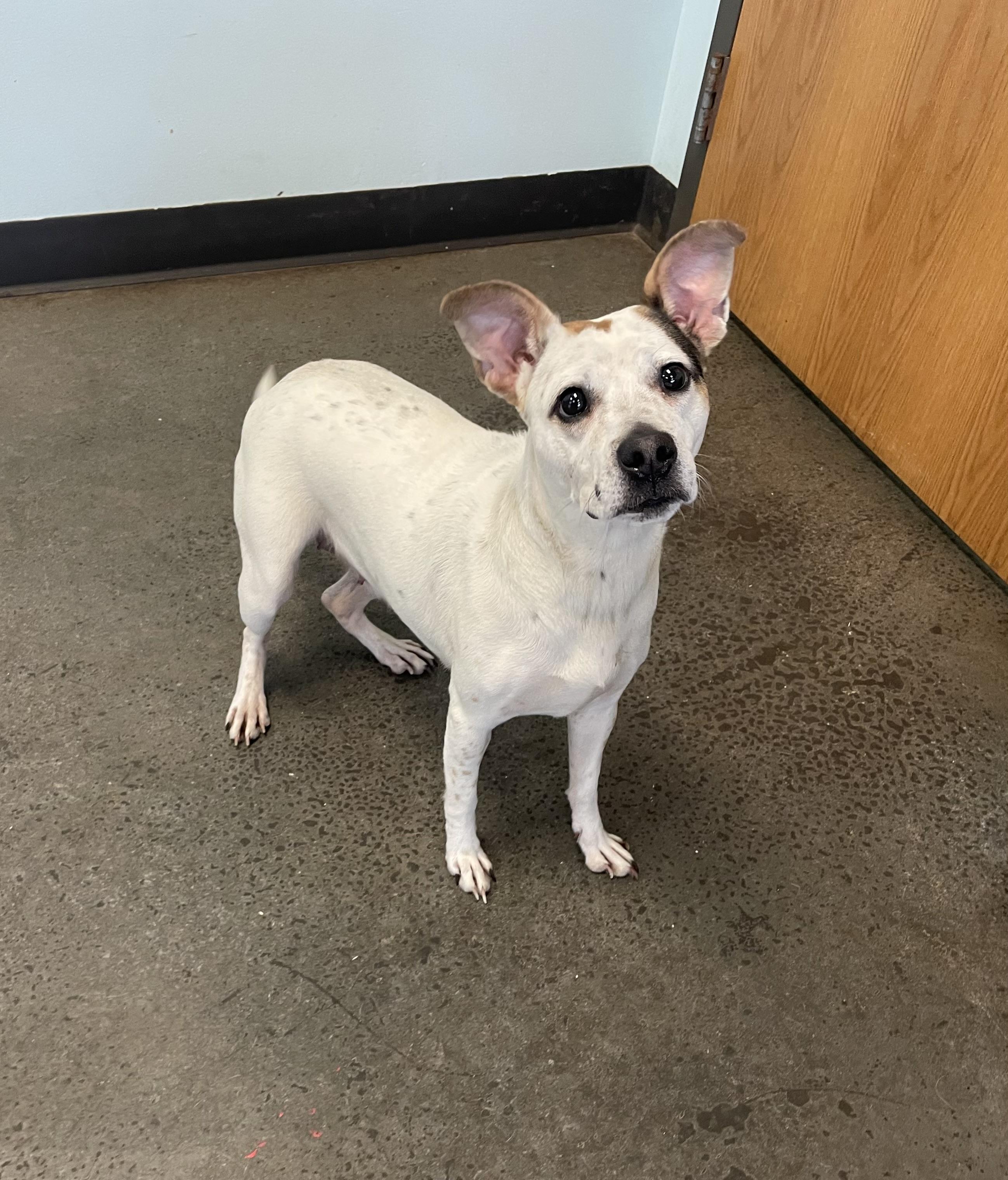 Peggy Sue, a ADOPTABLE mixed breed in Mishawaka, IN image 6/6