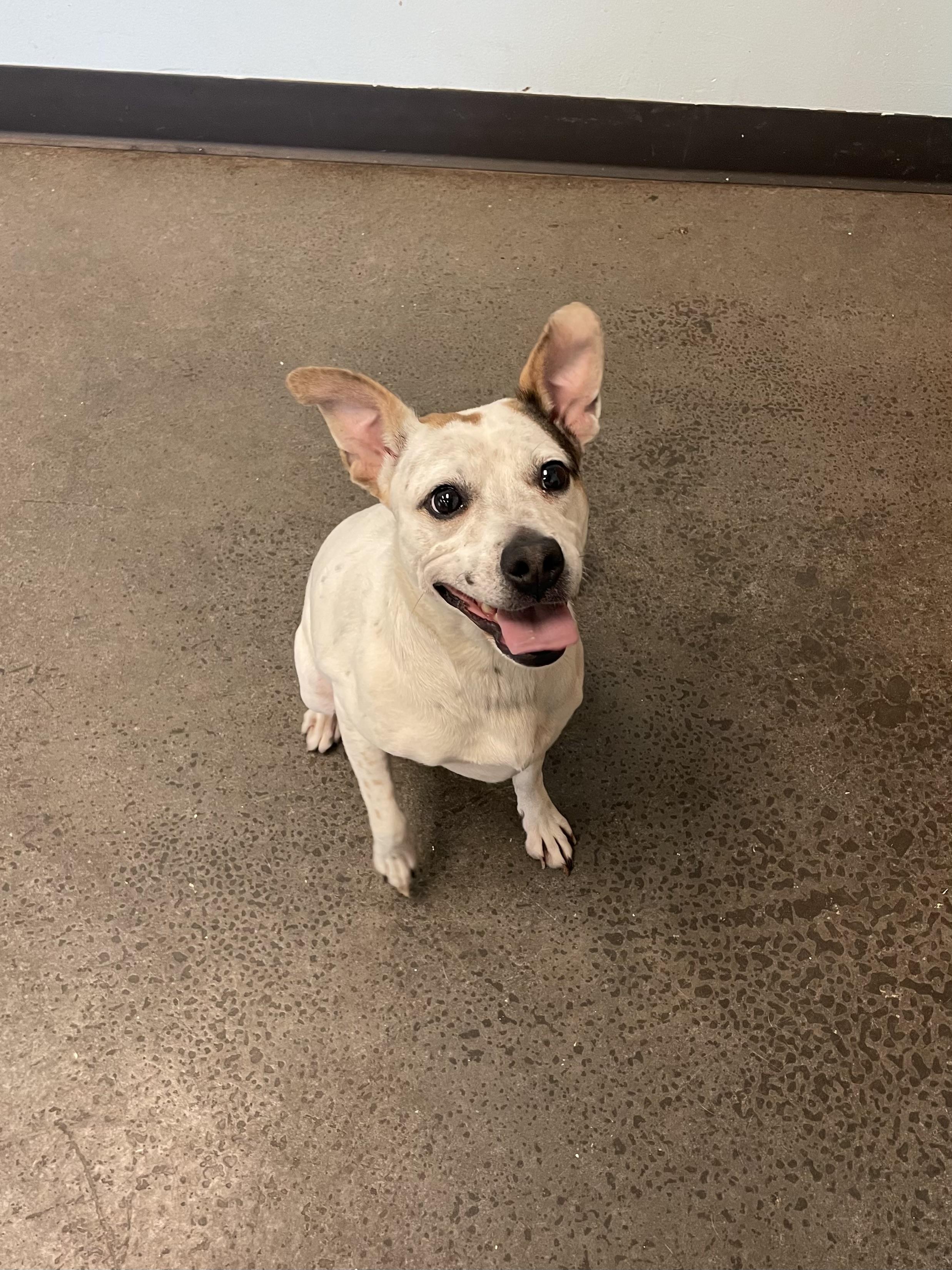 Peggy Sue, a ADOPTABLE mixed breed in Mishawaka, IN image 4/6