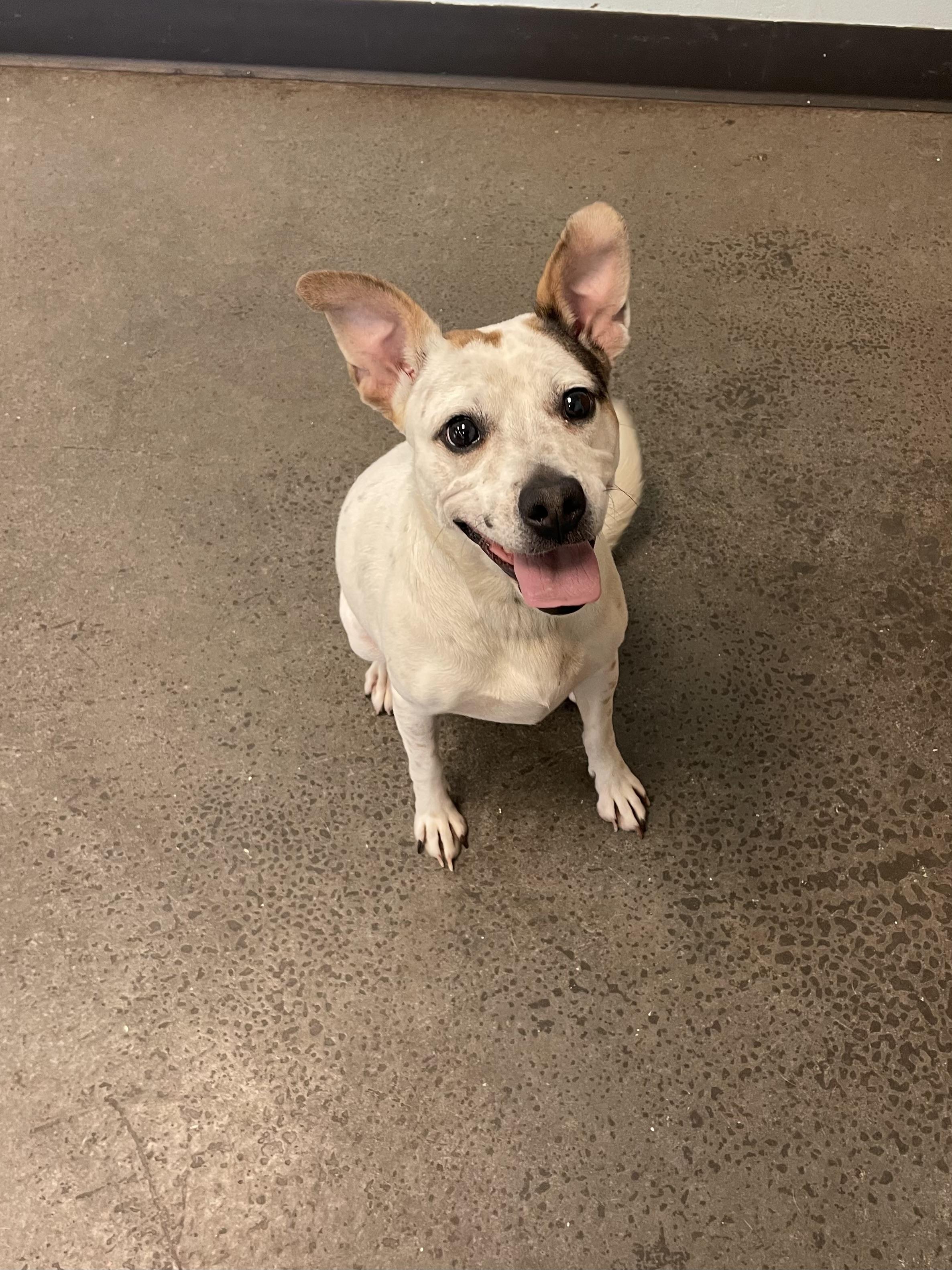 Peggy Sue, a ADOPTABLE mixed breed in Mishawaka, IN image 5/6