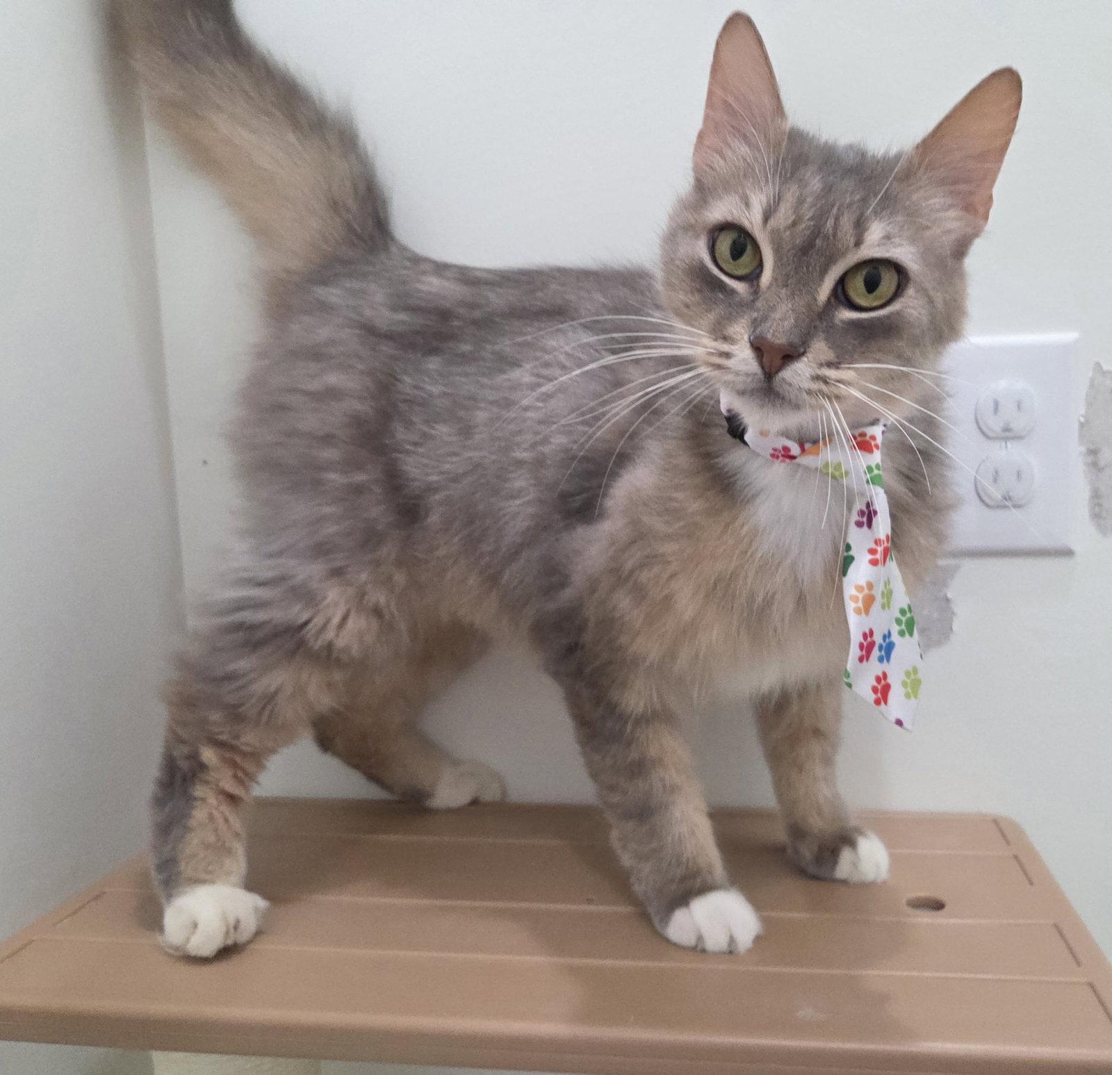 Enlarge Lucky, a Adoptable mixed breed in Magnolia Springs, AL image 2/3