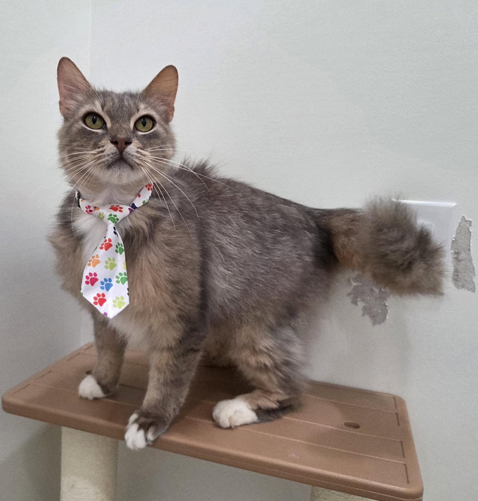 Enlarge Lucky, a Adoptable mixed breed in Magnolia Springs, AL image 3/3