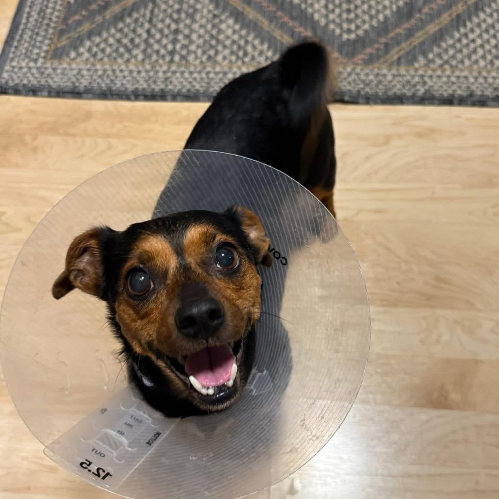 Poppy, Adoptable, Adult Female Chihuahua.