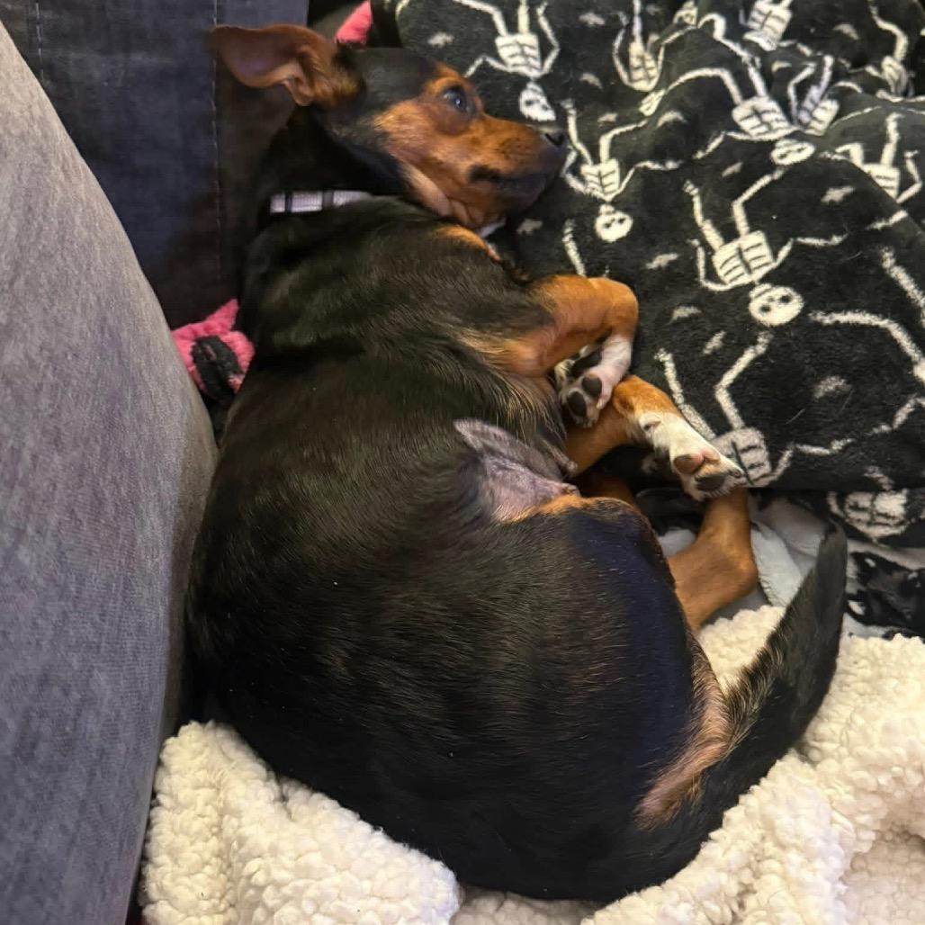 Enlarge Poppy, a Adoptable Chihuahua in St. Charles, IL image 2/6