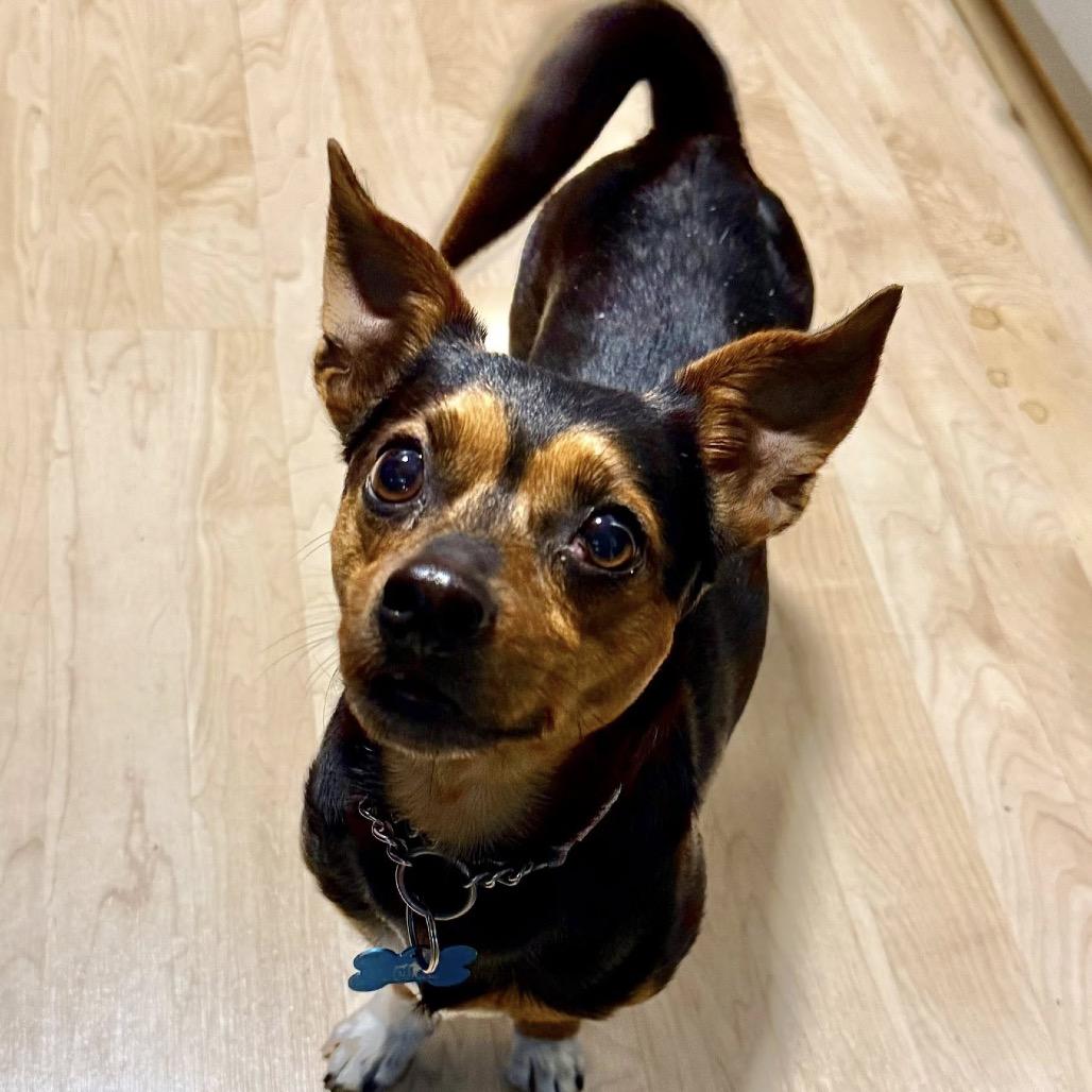 Enlarge Poppy, a Adoptable Chihuahua in St. Charles, IL image 4/6