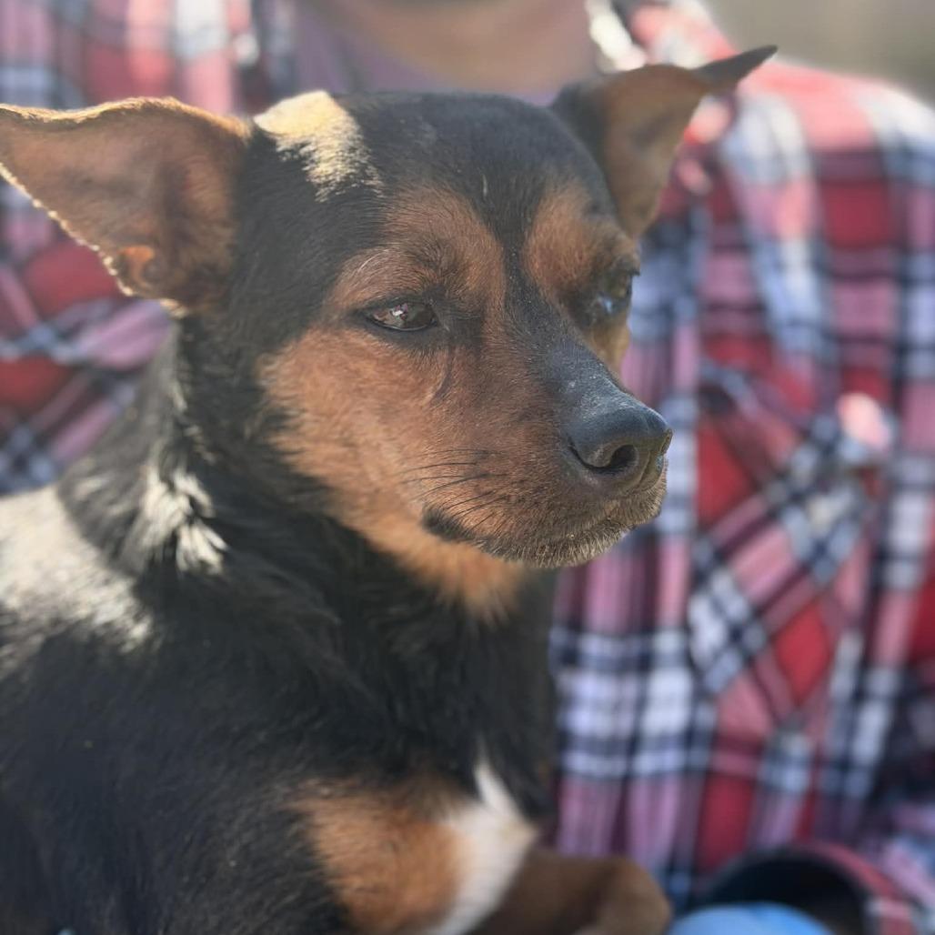 Enlarge Poppy, a Adoptable Chihuahua in St. Charles, IL image 5/6