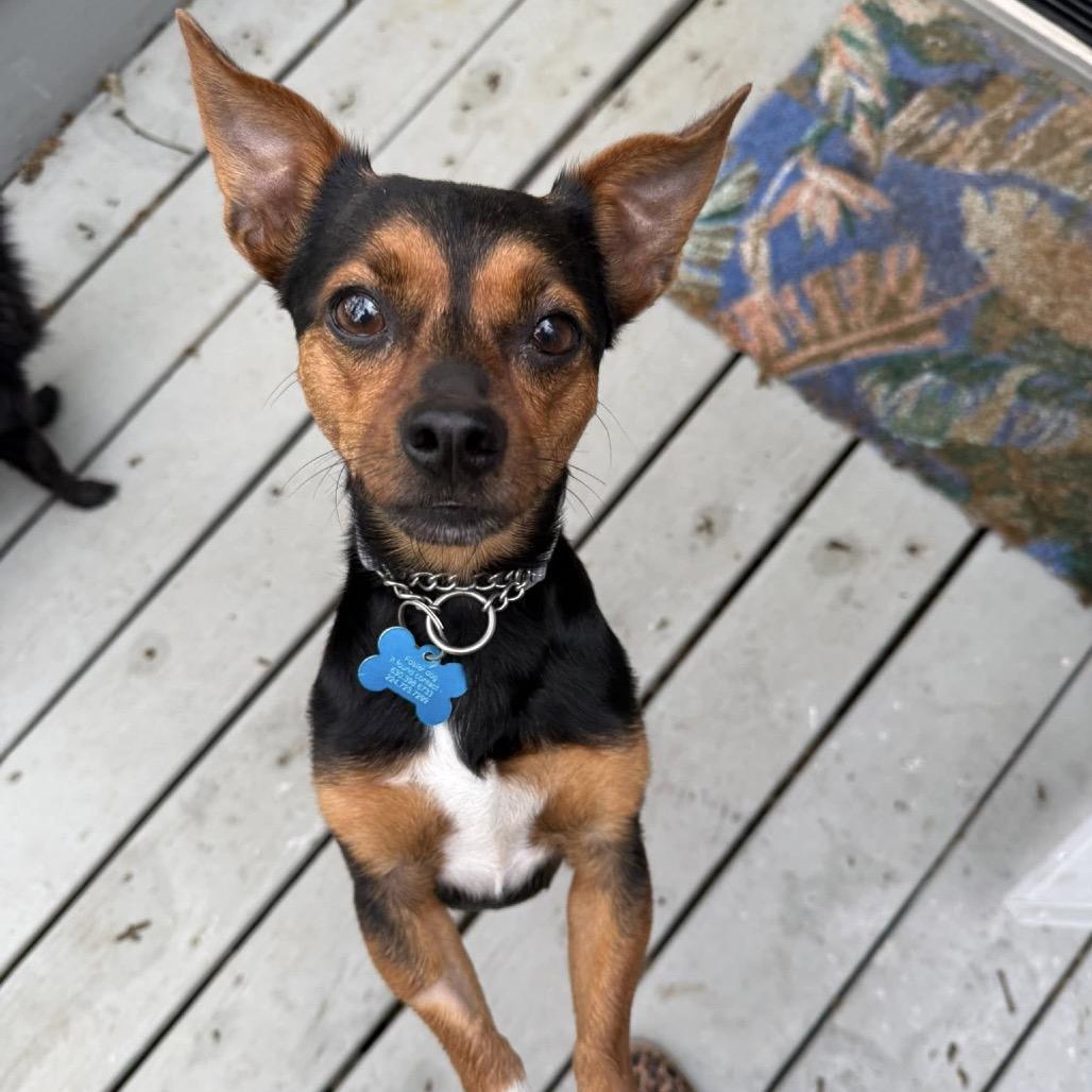 Enlarge Poppy, a Adoptable Chihuahua in St. Charles, IL image 6/6