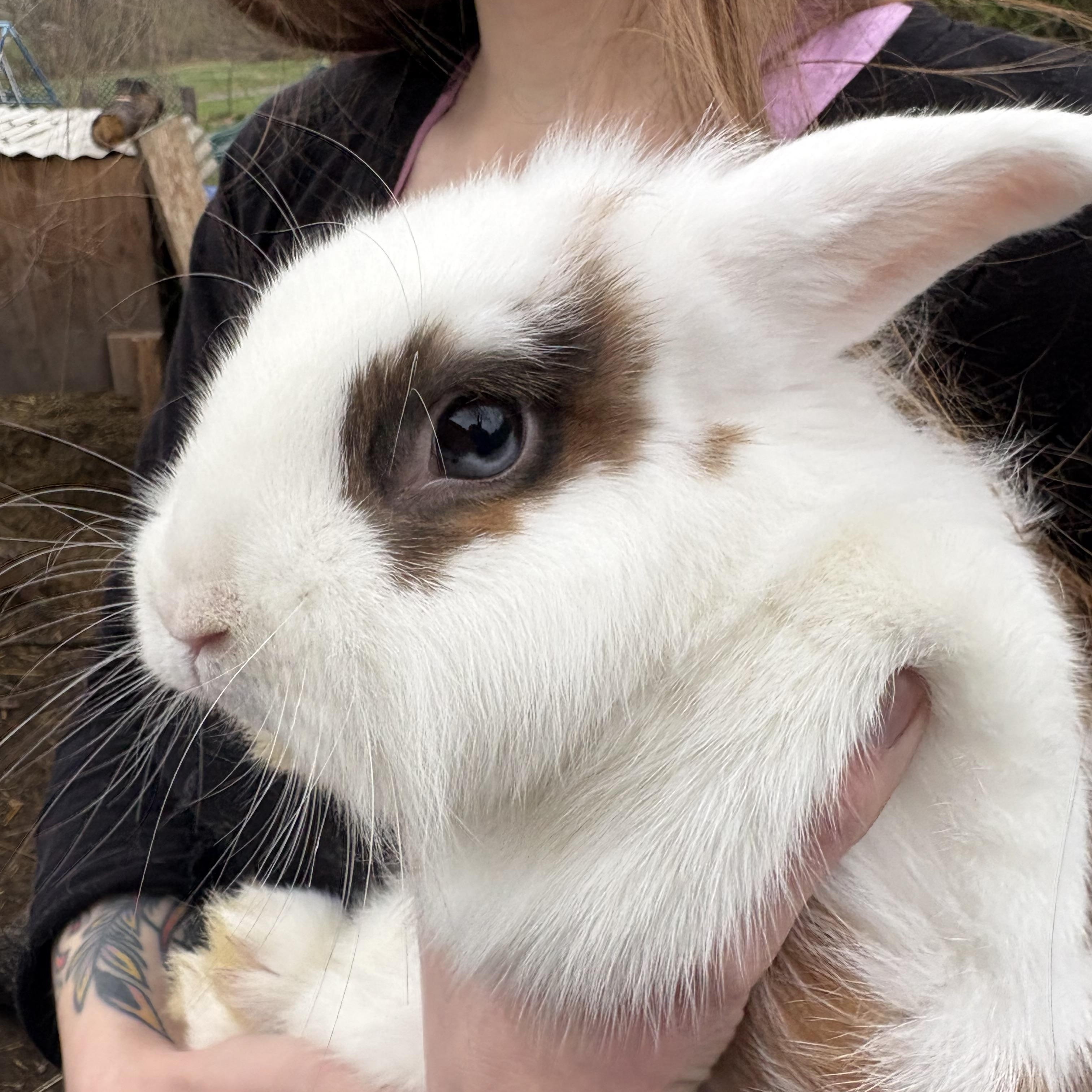 Peanut Brittle, ADOPTABLE, Adult Female Mini Lop & English Spot.