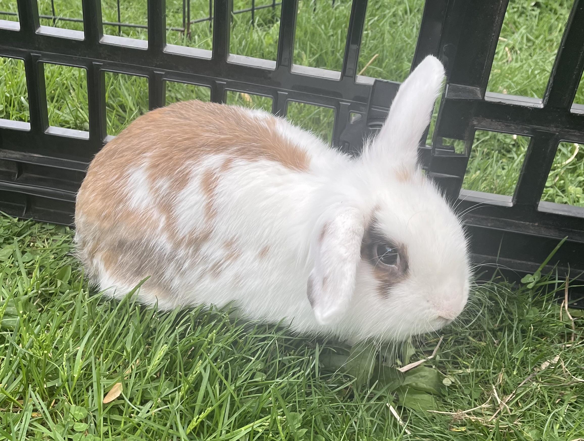Peanut Brittle, ADOPTABLE, Adult Female Mini Lop & English Spot.