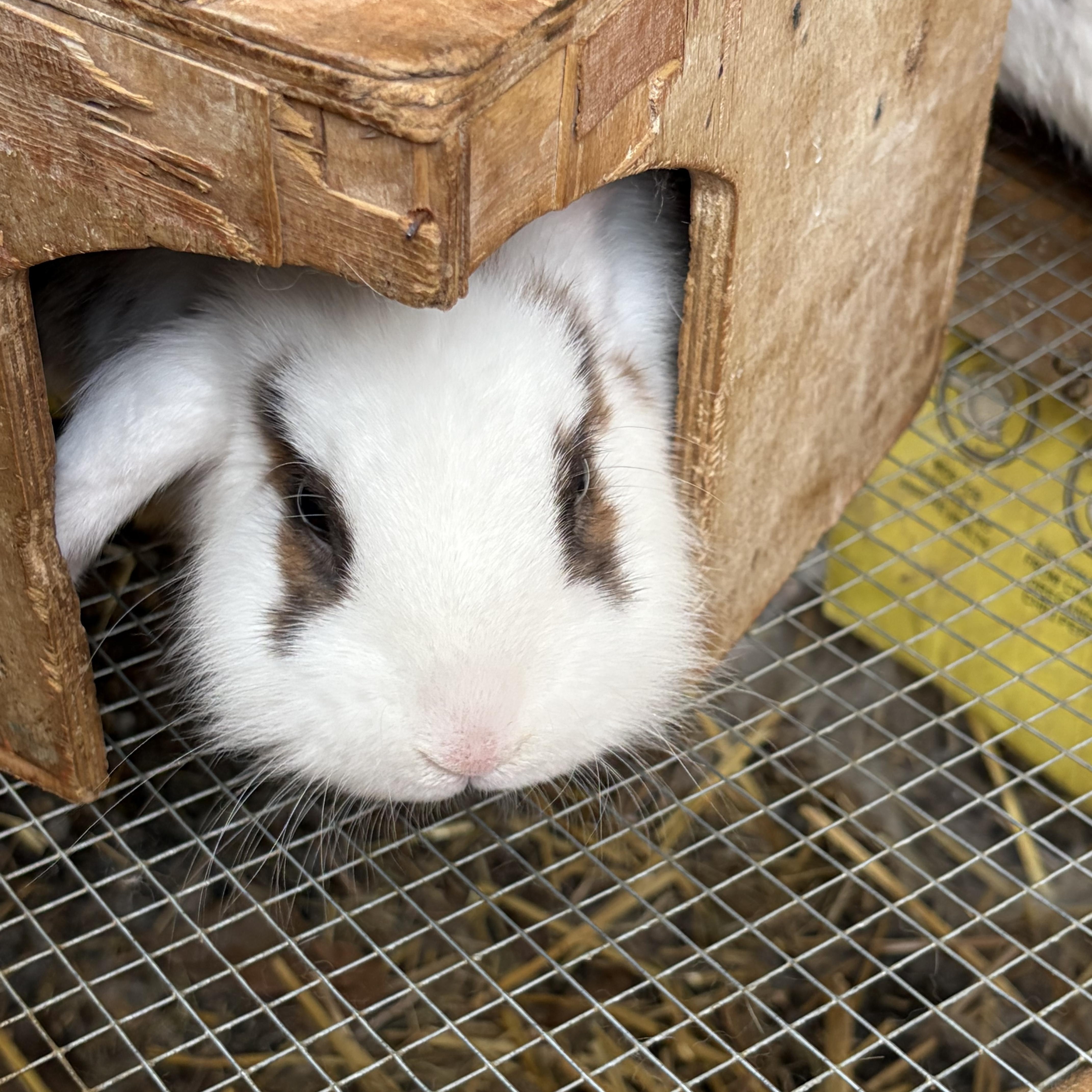Enlarge Peanut Brittle, a ADOPTABLE mixed breed in Birdsboro, PA image 2/3