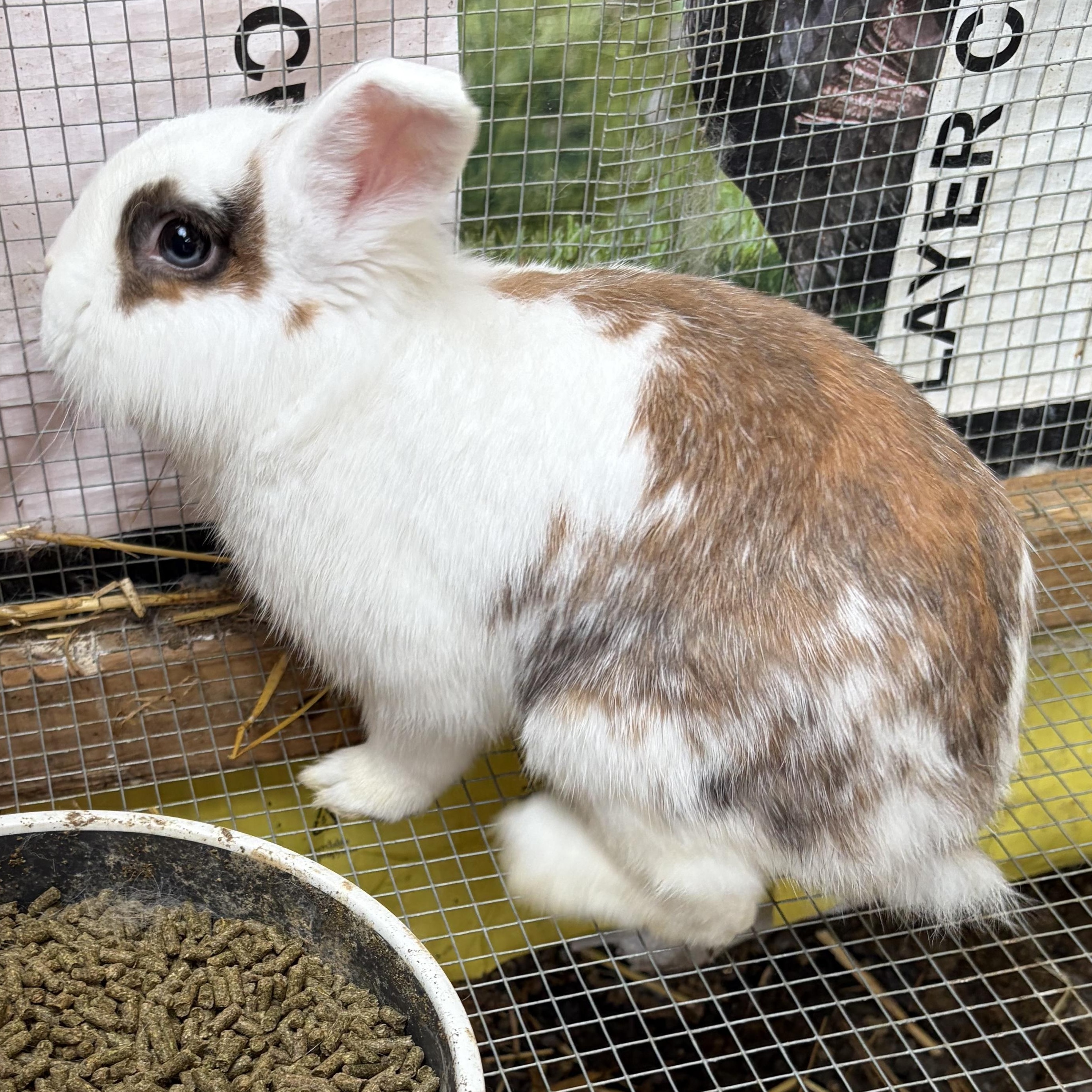 Enlarge Peanut Brittle, a ADOPTABLE mixed breed in Birdsboro, PA image 3/3
