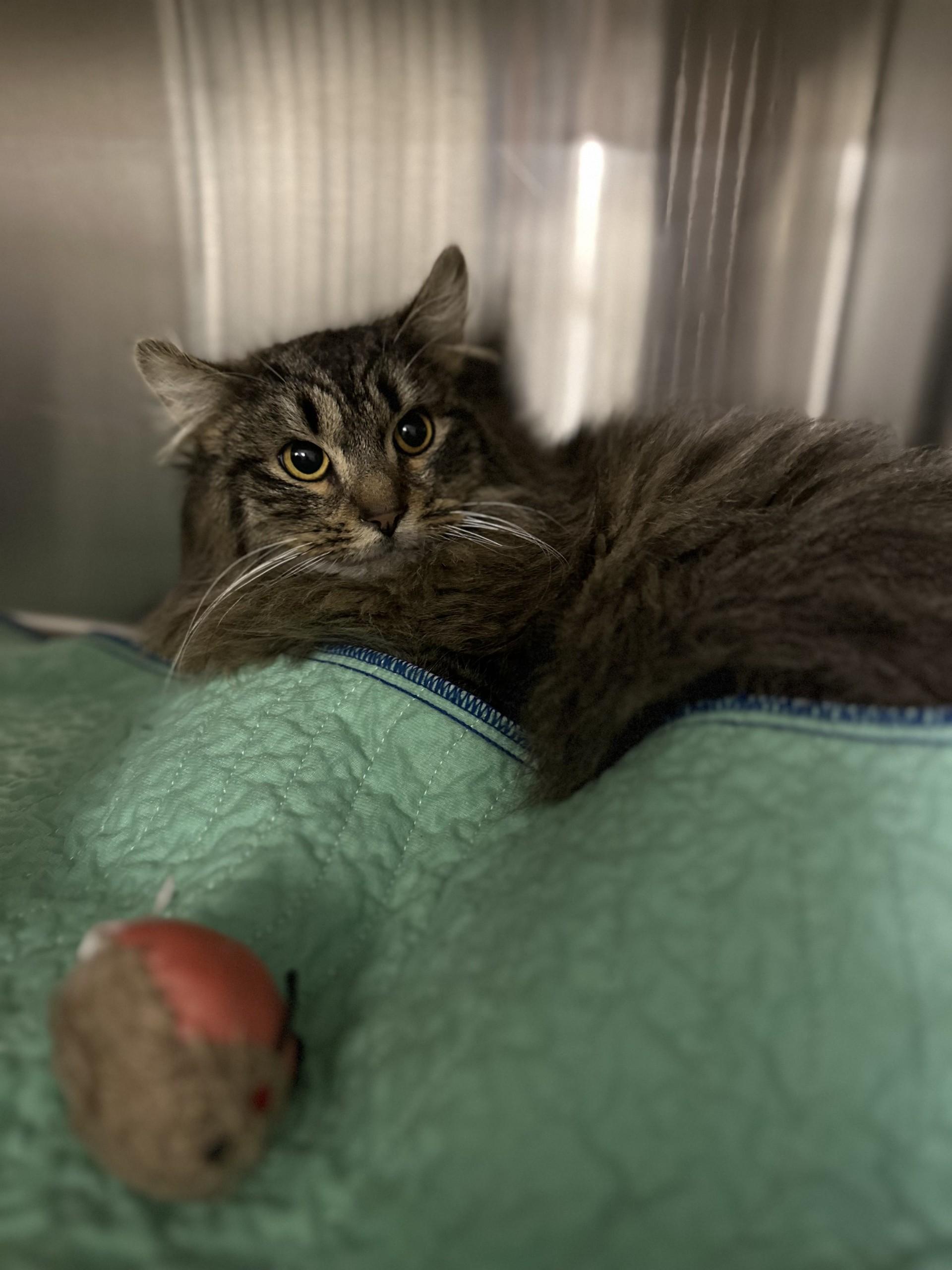 Enlarge Mango, an adopted Domestic Long Hair in West Haven, CT image 1/1