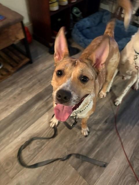 Enlarge Nani, a Adoptable mixed breed in Pasco, WA image 3/4