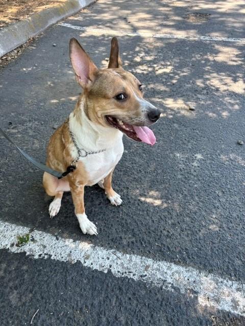 Enlarge Nani, a Adoptable mixed breed in Pasco, WA image 4/4