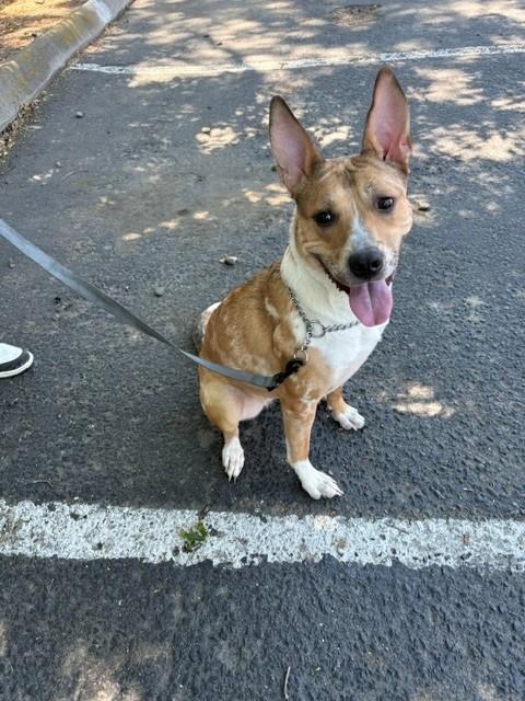Enlarge Nani, a Adoptable mixed breed in Pasco, WA image 1/4