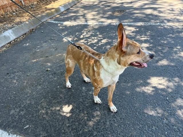 Enlarge Nani, a Adoptable mixed breed in Pasco, WA image 2/4