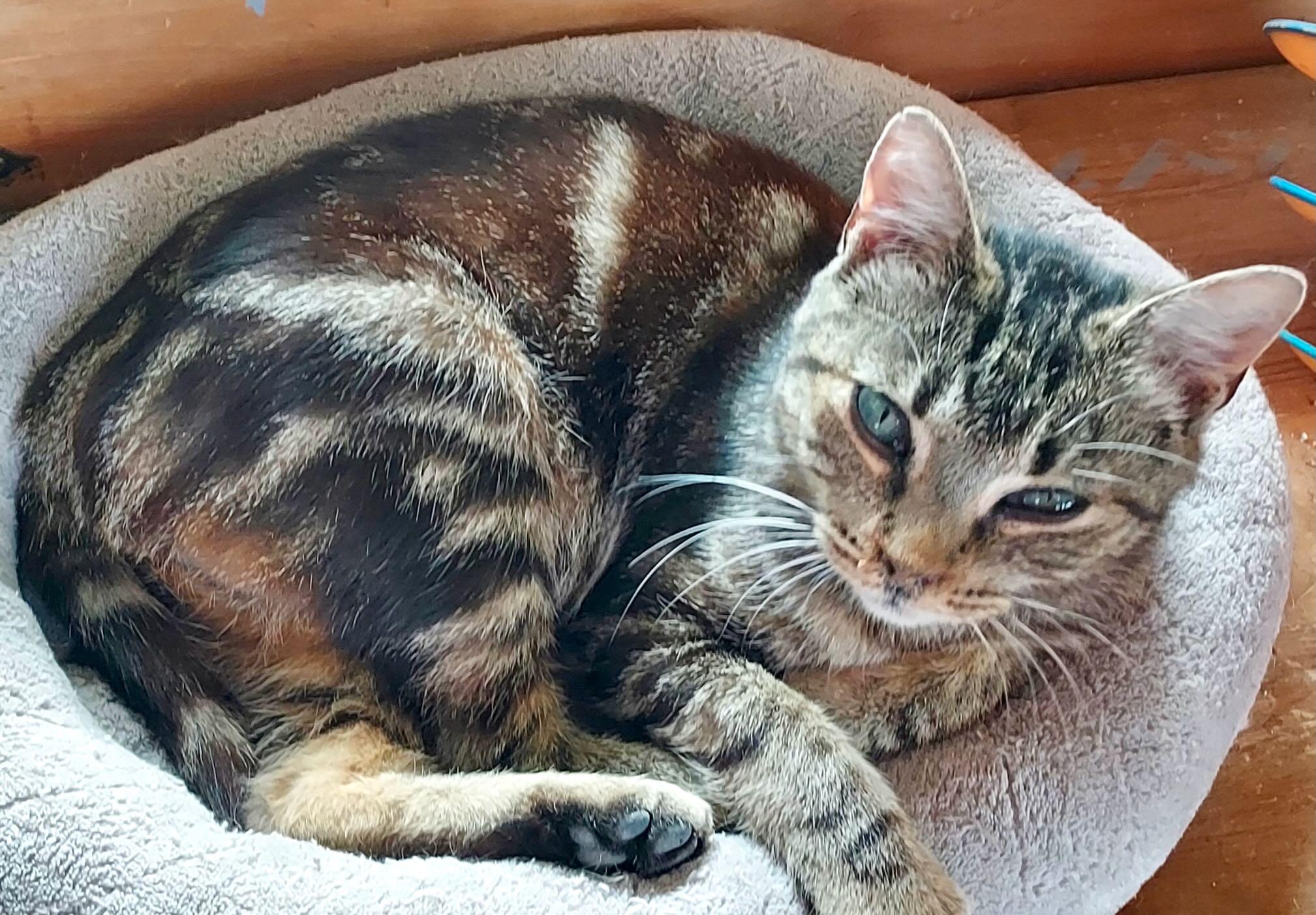 Enlarge Mindy, a Adoptable Tabby in Hood River, OR image 1/6