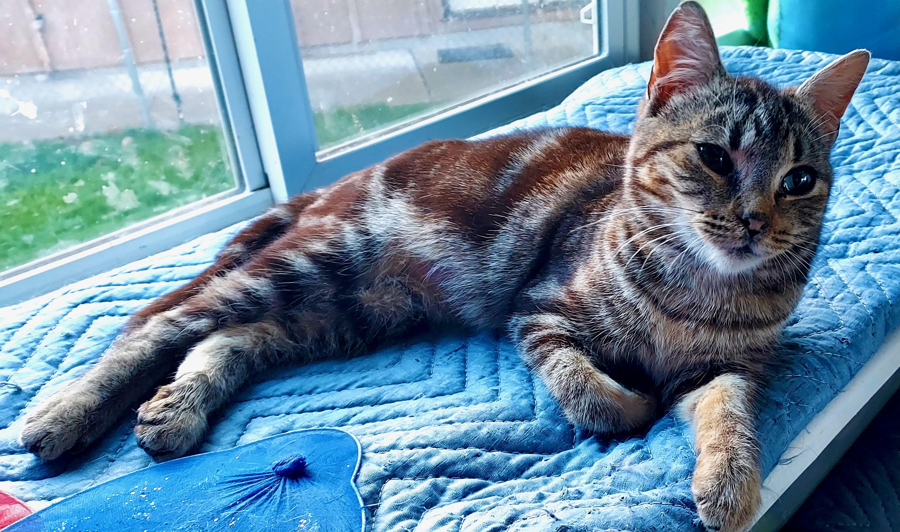 Enlarge Mindy, a Adoptable Tabby in Hood River, OR image 4/6