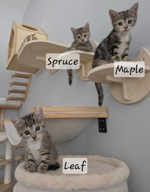 Enlarge Maple, Spruce, & Leaf - The Warrior Kits, a Adopted Domestic Short Hair in Fort Mill, SC image 2/3