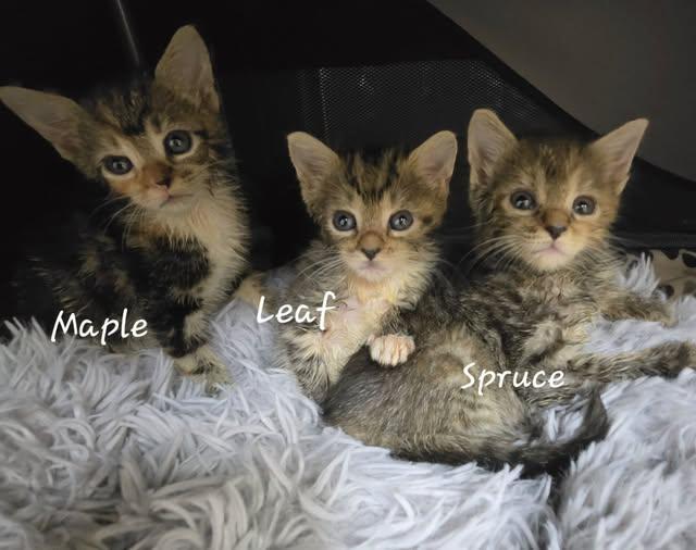 Enlarge Maple, Spruce, & Leaf - The Warrior Kits, a Adopted Domestic Short Hair in Fort Mill, SC image 3/3
