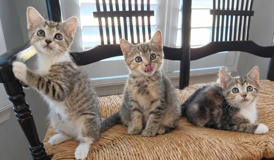 Maple, Spruce, & Leaf - The Warrior Kits, Adopted, Kitten Female Domestic Short Hair.