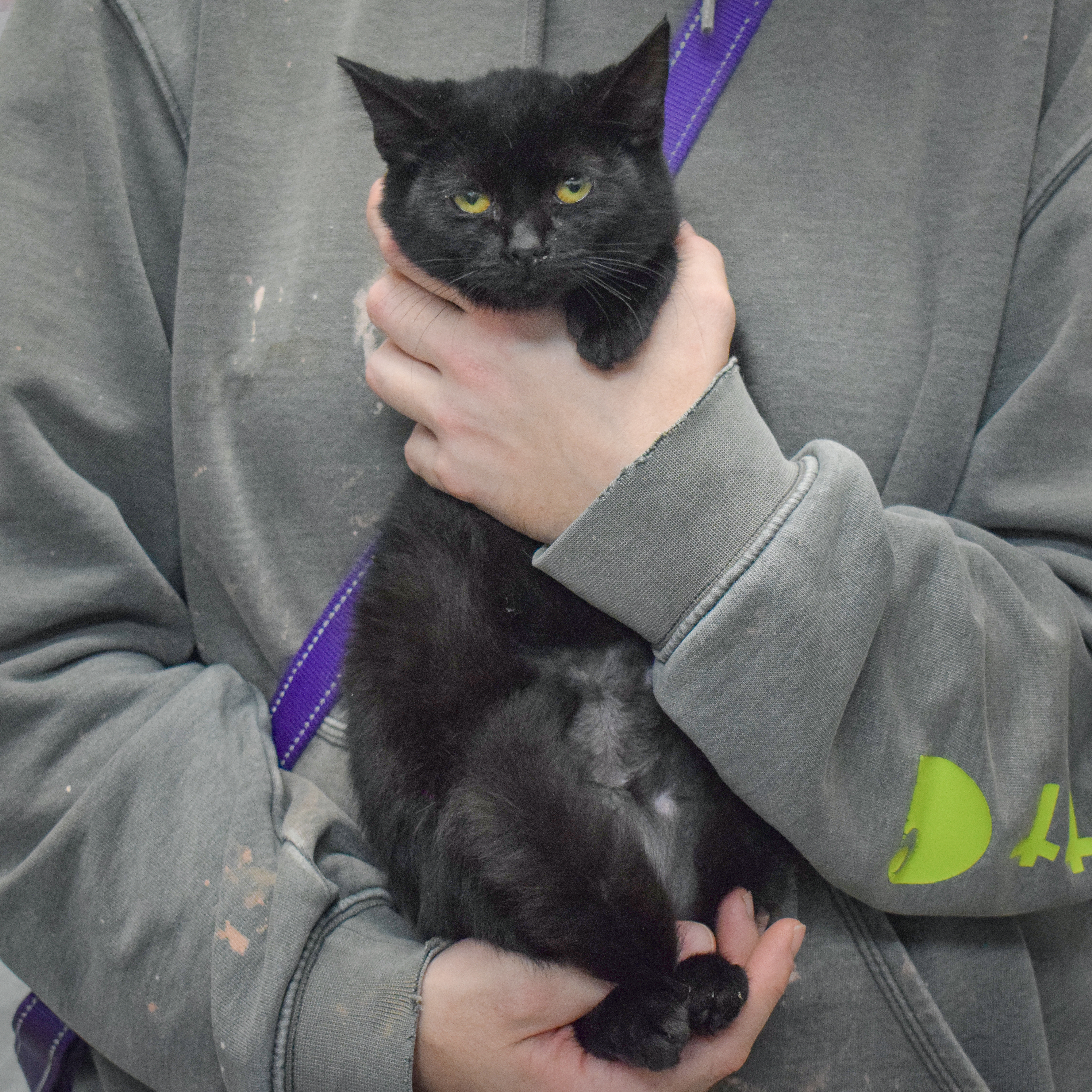 Enlarge November, a Adoptable mixed breed in Huntley, IL image 5/6