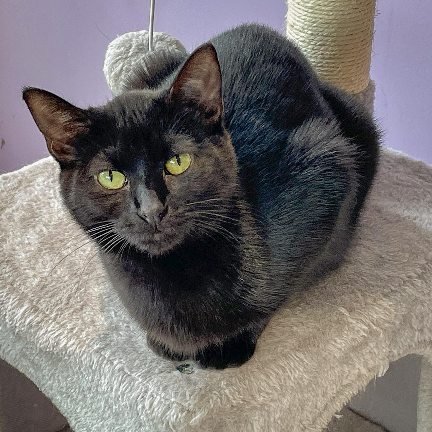 Enlarge November, a Adoptable mixed breed in Huntley, IL image 2/6