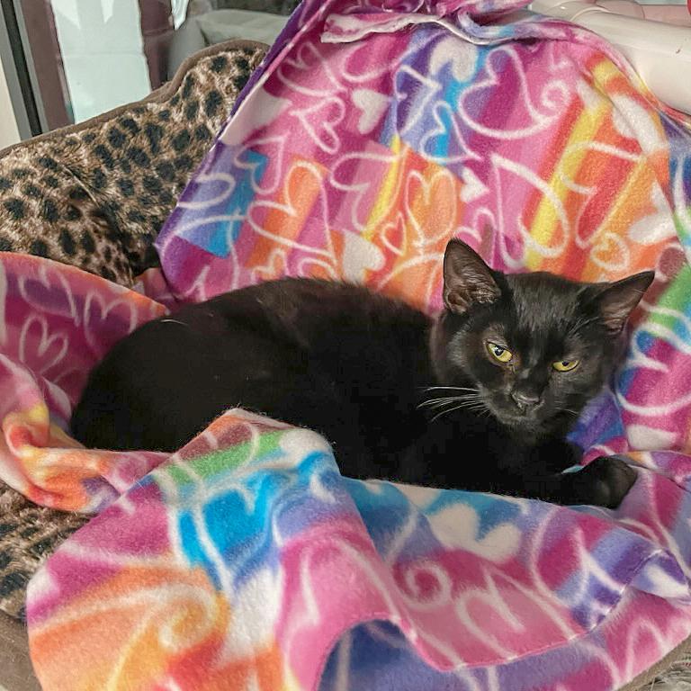 Enlarge November, a Adoptable mixed breed in Huntley, IL image 3/6