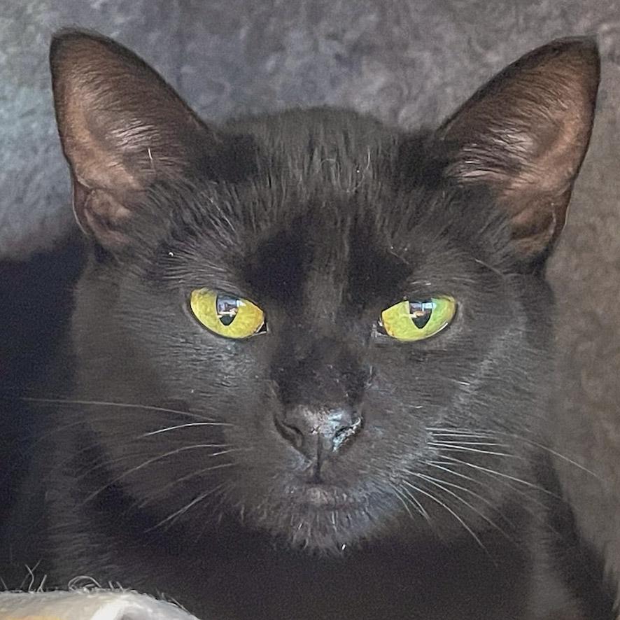 Enlarge November, a Adoptable mixed breed in Huntley, IL image 6/6