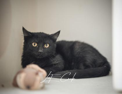 Skittles, Adoptable, Young Female Domestic Short Hair & Domestic Short Hair.