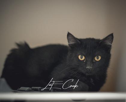 Enlarge Skittles, a Adoptable mixed breed in Kalispell, MT image 2/2