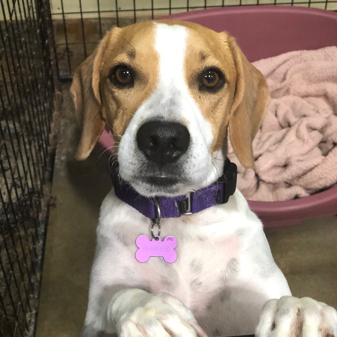 Wendy, a Adoptable mixed breed in Gallatin, TN image 1/13