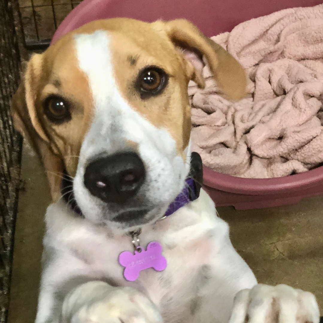 Wendy, a Adoptable mixed breed in Gallatin, TN image 2/13