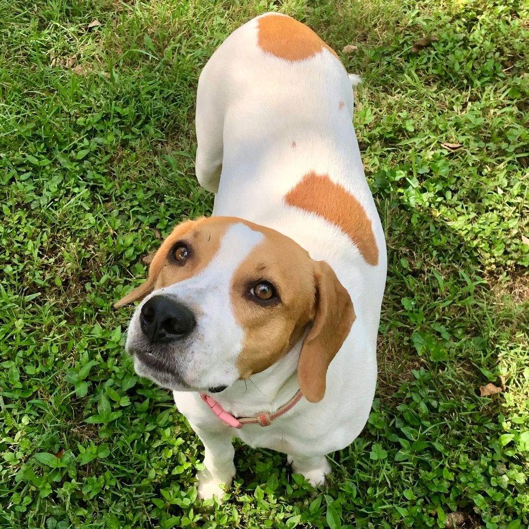 Wendy, a Adoptable mixed breed in Gallatin, TN image 3/13