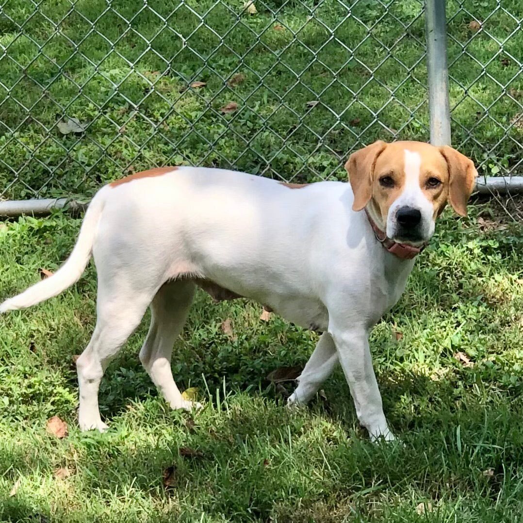Wendy, a Adoptable mixed breed in Gallatin, TN image 4/13
