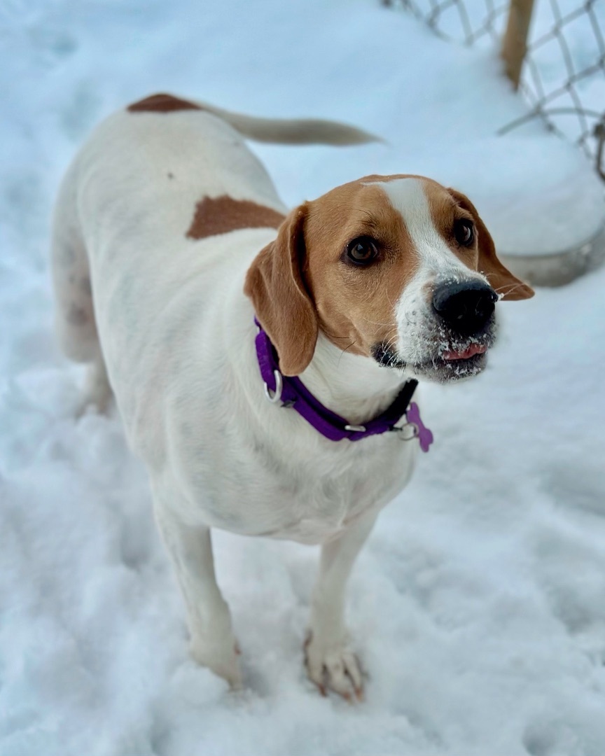 Wendy, a Adoptable mixed breed in Gallatin, TN image 5/13