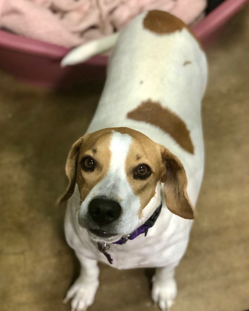 Wendy, a Adoptable mixed breed in Gallatin, TN image 6/13