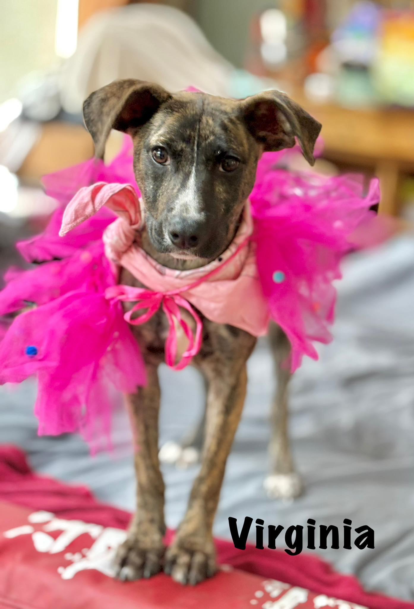 Virginia thumbnail 4