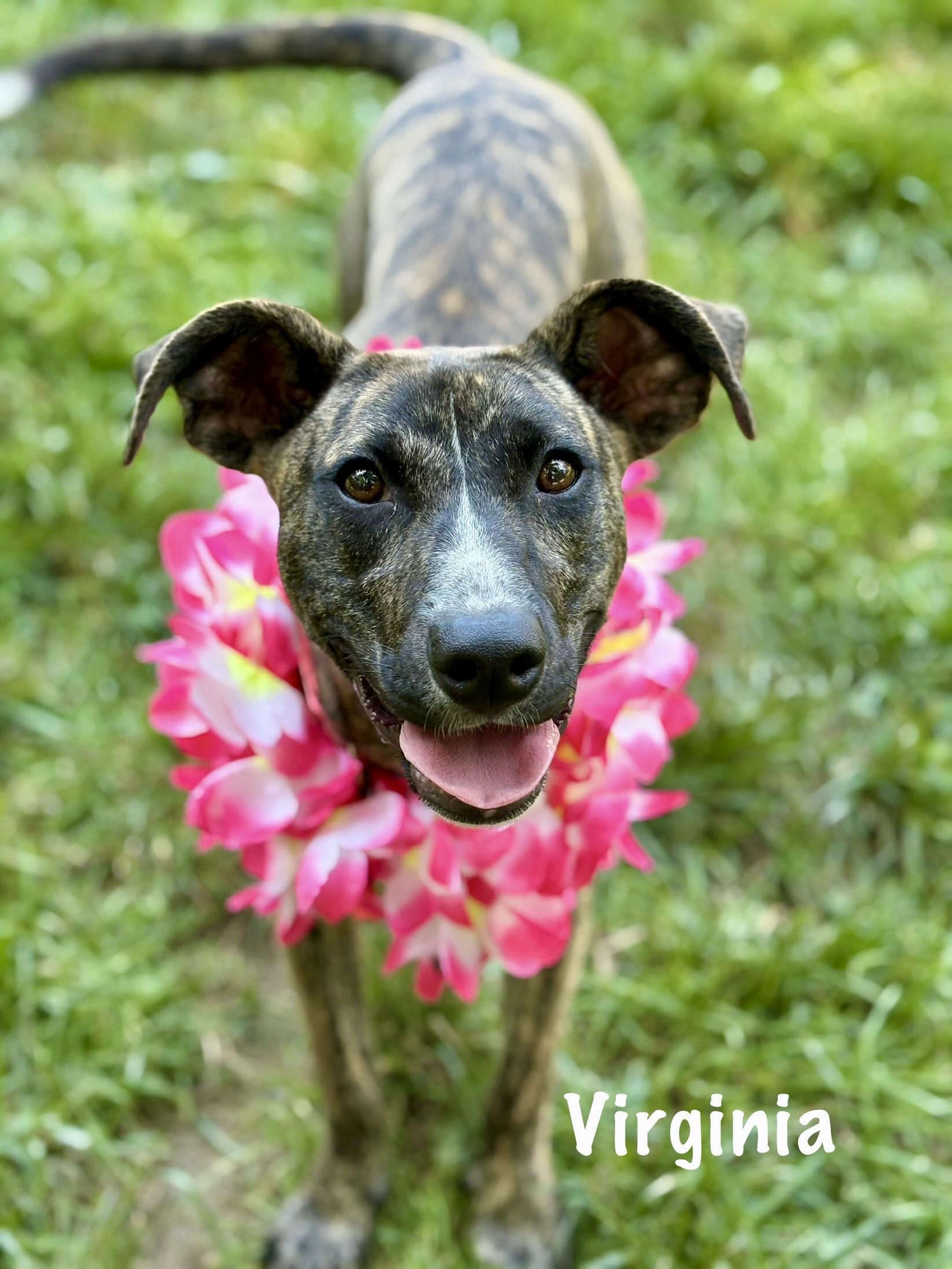 Virginia thumbnail 5