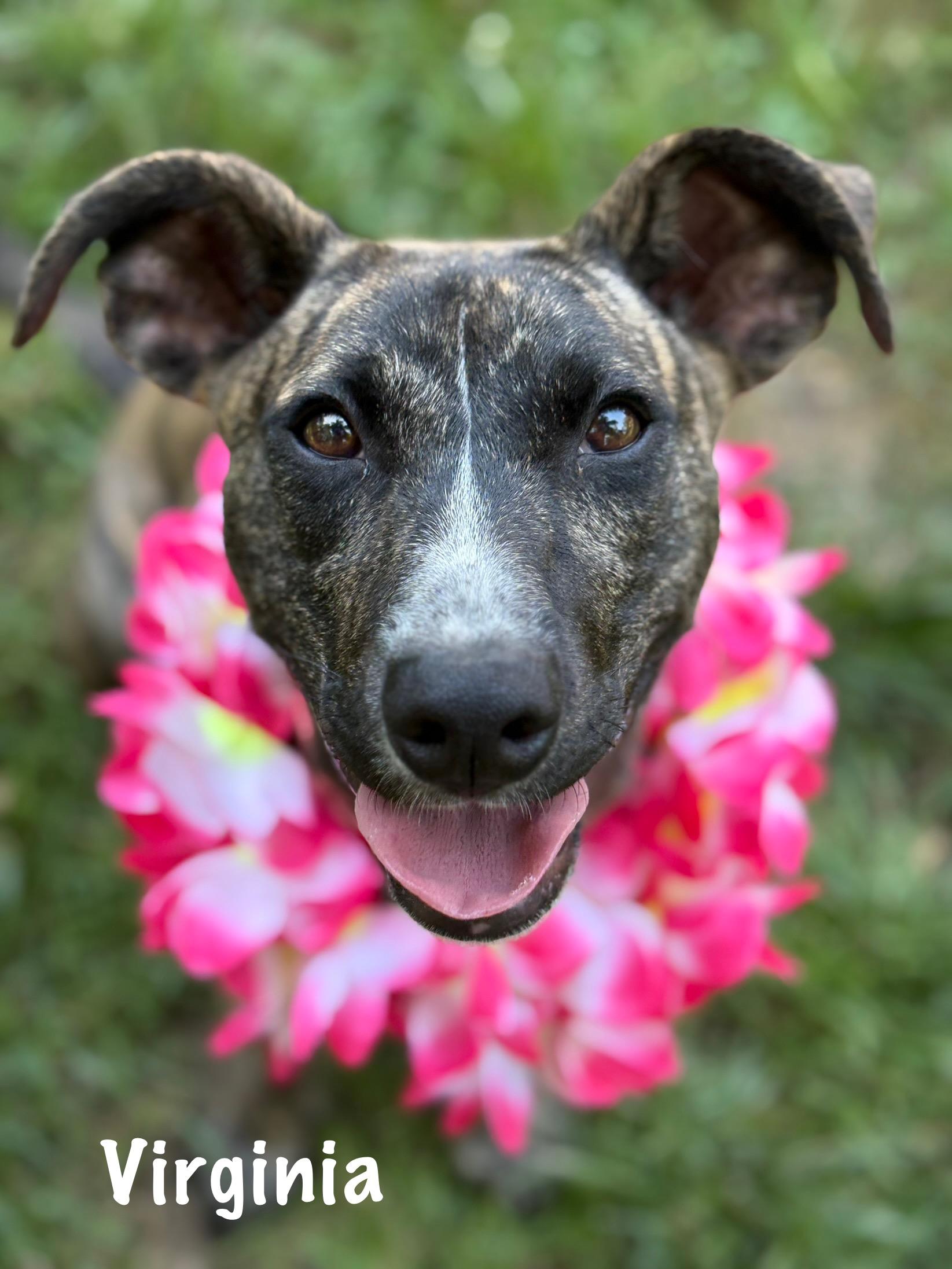 Virginia thumbnail 3