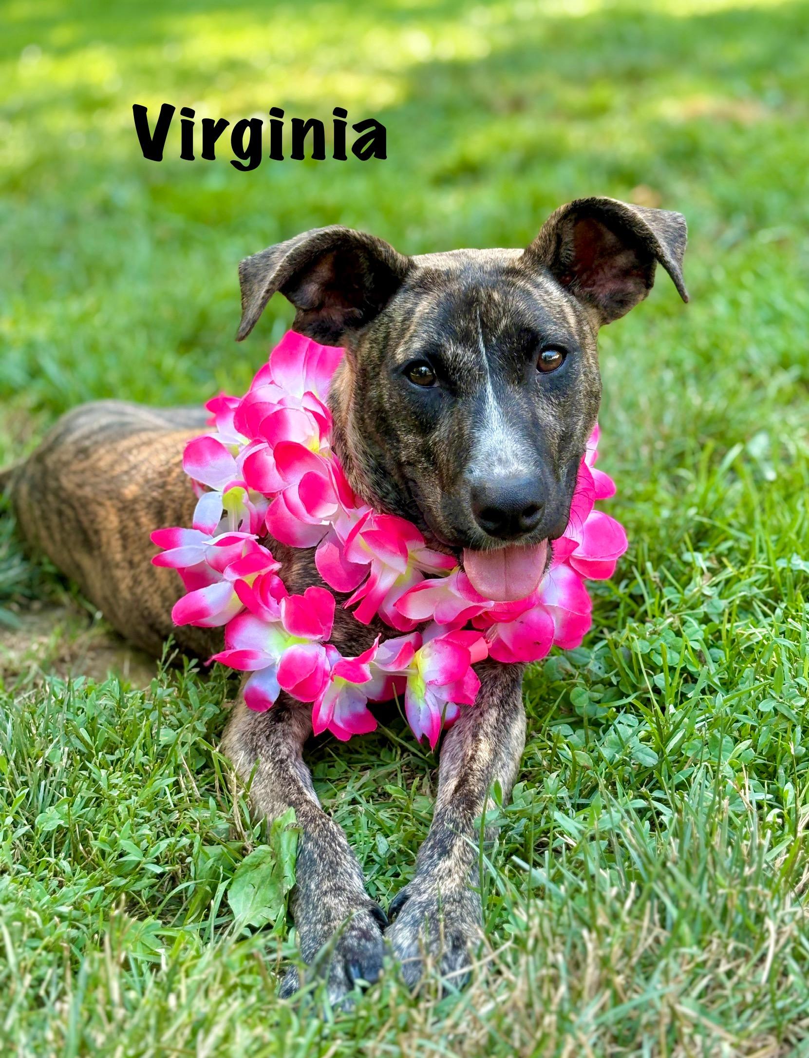 Virginia is a 7 month puppy who is dog cat and people friendly She has age appropriate vetting S