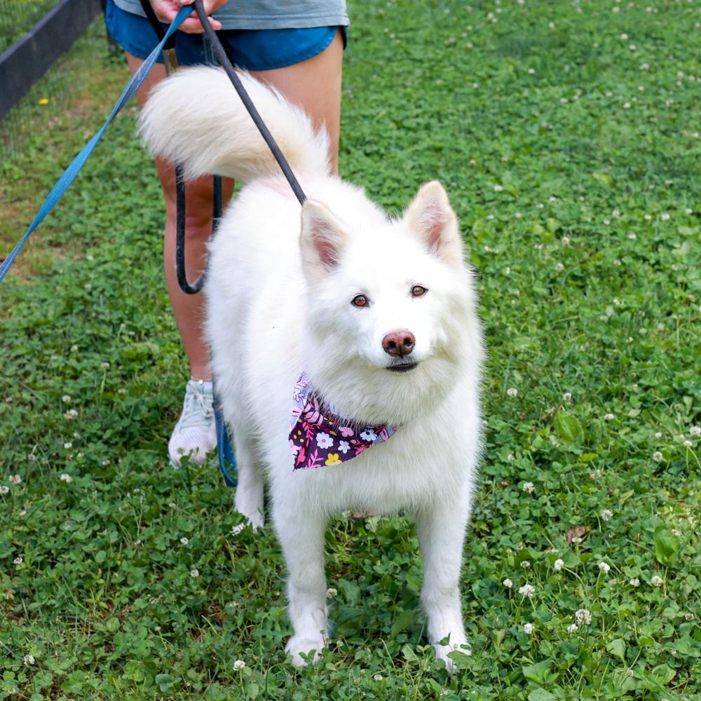 Enlarge Cotton (Female) She is bonded pair with Candy, a Adoptable mixed breed in West Grove, PA image 5/6