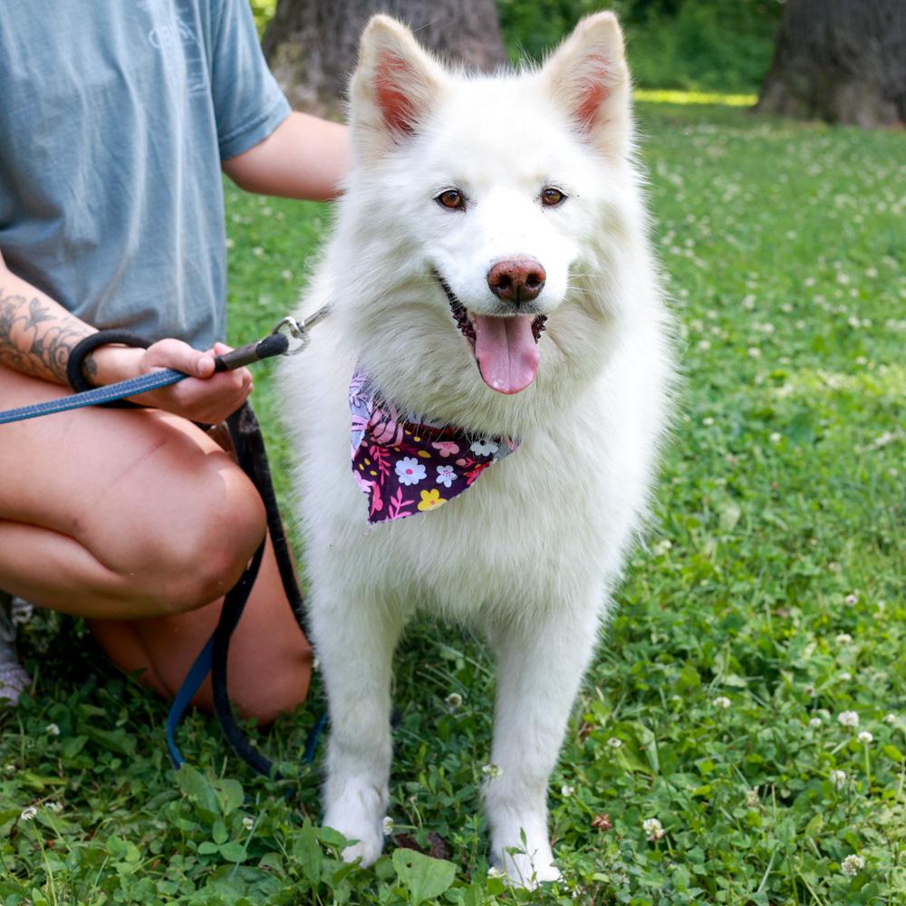 Enlarge Cotton (Female) She is bonded pair with Candy, a Adoptable mixed breed in West Grove, PA image 1/6