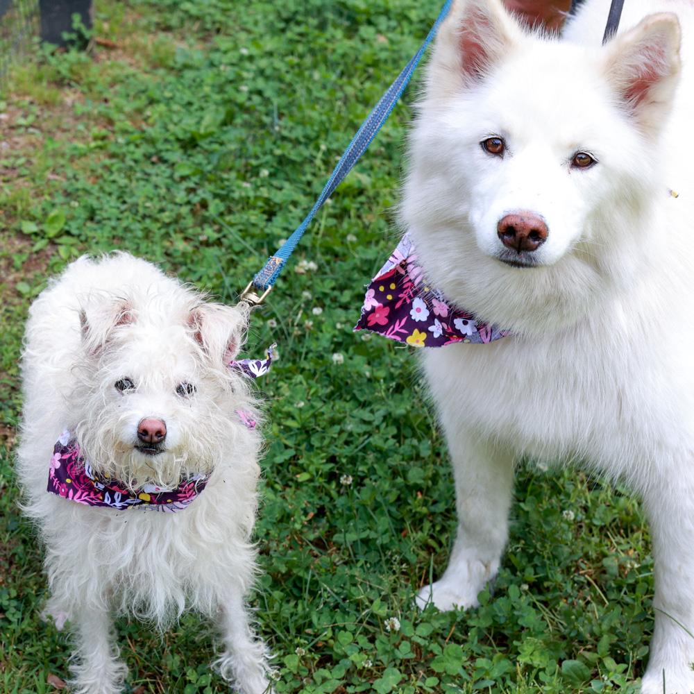 Enlarge Cotton (Female) She is bonded pair with Candy, a Adoptable mixed breed in West Grove, PA image 2/6