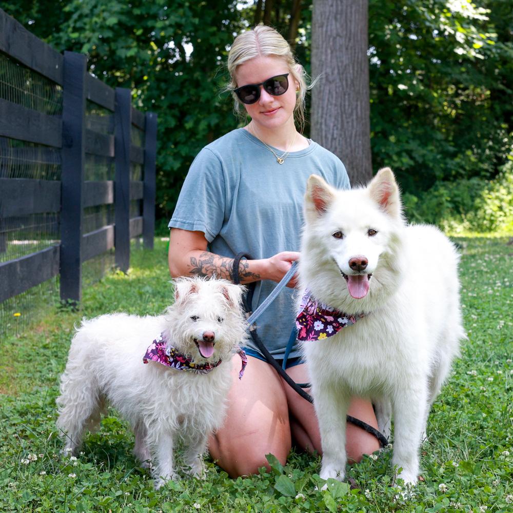 Enlarge Cotton (Female) She is bonded pair with Candy, a Adoptable mixed breed in West Grove, PA image 4/6