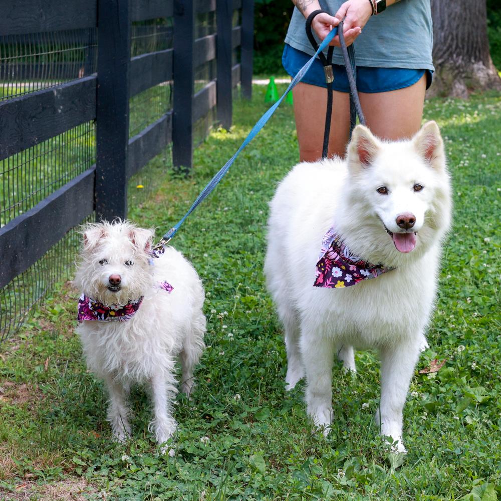 Enlarge Cotton (Female) She is bonded pair with Candy, a Adoptable mixed breed in West Grove, PA image 6/6