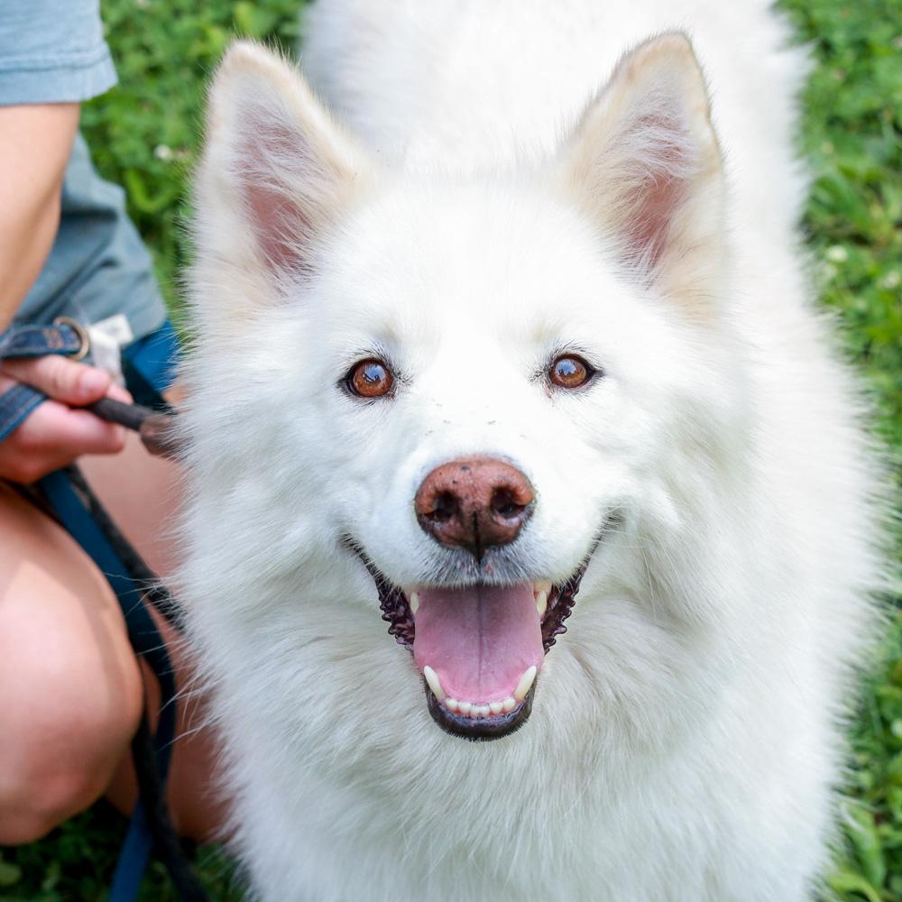 Enlarge Cotton (Female) She is bonded pair with Candy, a Adoptable mixed breed in West Grove, PA image 3/6