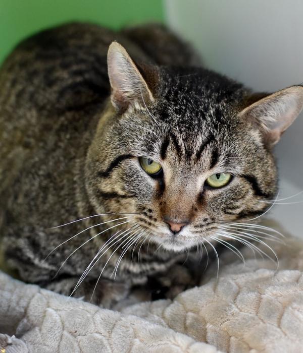 Enlarge Maverick, a Adoptable Domestic Short Hair in Marietta, GA image 1/6