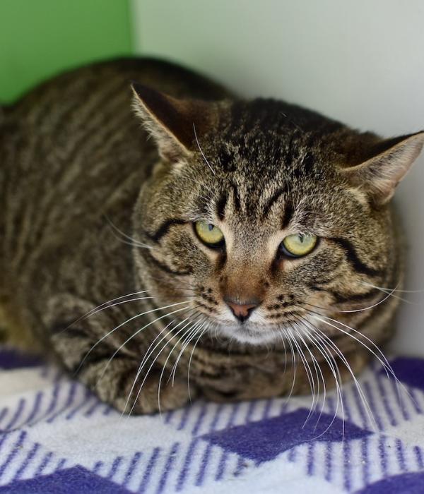 Enlarge Maverick, a Adoptable Domestic Short Hair in Marietta, GA image 6/6